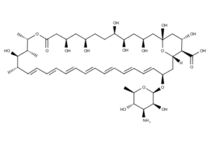 Amphotericin B